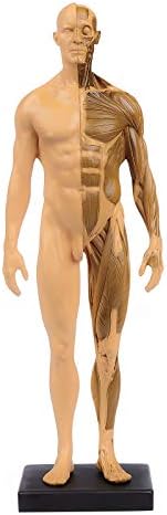 Човешката Анатомическая Анатомия Череп Глава Тяло, Мускули, Кости Смола Модел Мъжки Златни