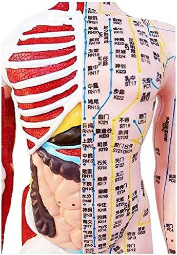 Модел анатомия, Модел Акупунктура Човек, Модел Масаж Акупунктура 85cm Мъжки, Супер Ясна Надпис Половина на Кожата Половината от Анатомията на Мускулите на Скелета на
